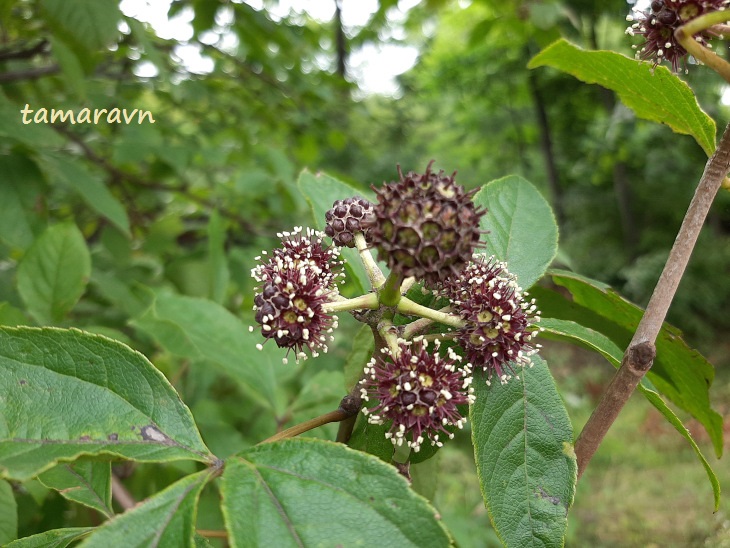 Свободноягодник сидячецветковый (Acanthopanax sessiliflorus, =Eleutherococcus sessiliflorus)