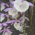 Dendrobium cretaceum - Hoàng Thảo Vôi