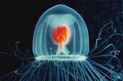 Most Unusual Immortal Animal On Earth