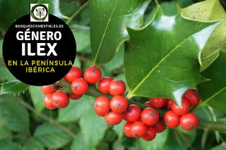 El género Ilex son aboles y arbustos perennifolios, con hojas alternas, simples, coriáceas y lustrosas