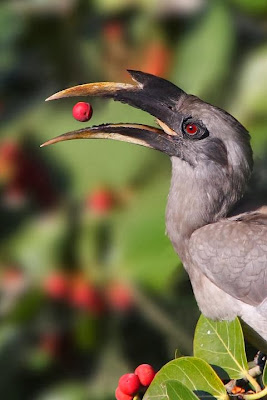 Cálao gris indio Ocyceros birostris