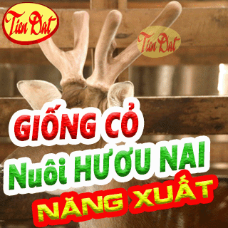 7 Loại giống cỏ nuôi hươu nai năng suất cao nhất tại Việt Nam