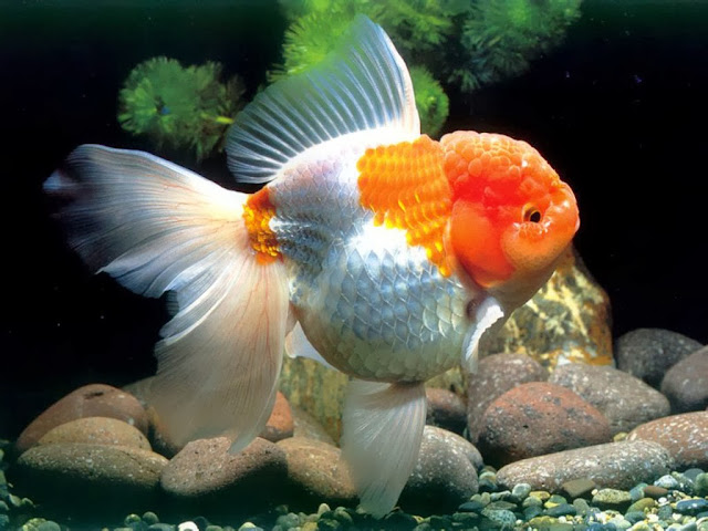 3D Amazing Gold Fish HD Wallpaper Free