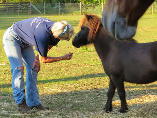 Shetland Pony