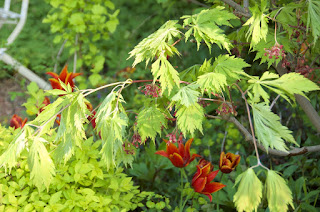 Acer, Erable, Sapindaceae, Petit arbre, couleur d'automne, sous les grands arbres, arbre pour mi-ombre