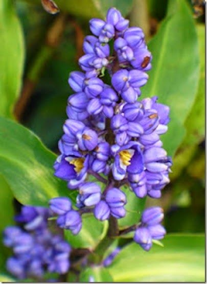 Dichorisandra (jengibre azul)