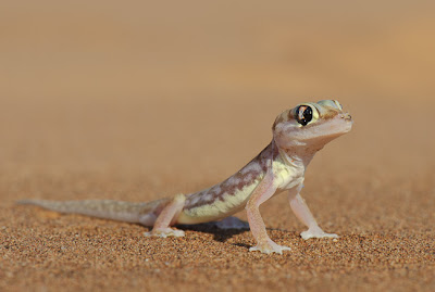 c4 images and safaris, etosha, photo tour