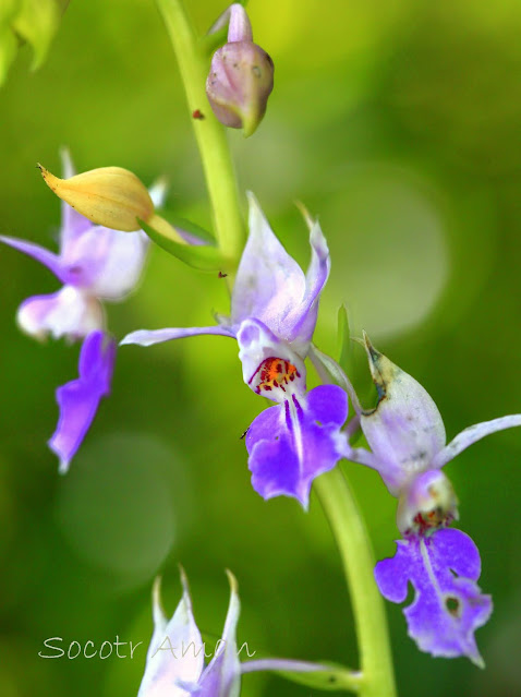 Calanthe puberula