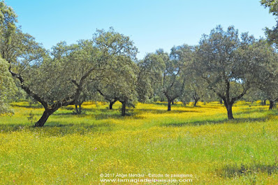 dehesa extremeña, encinas, quercus ilex, paisajistas en Extremadura