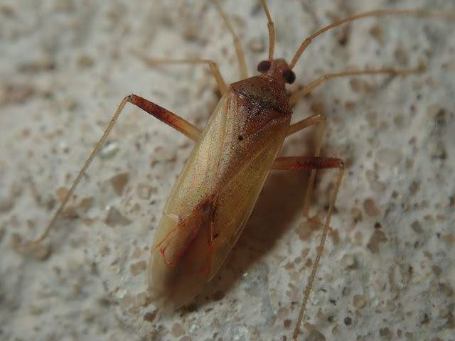 Creontiades pallidus