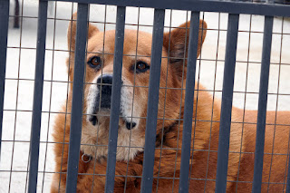 Chowderhead the dog behind the gate