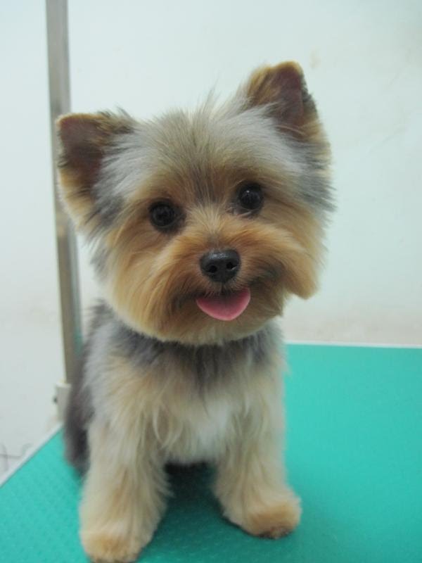 Corte De Pelo Yorkshire Terrier - Corte veraniego para Yorkshire Terrier YouTube