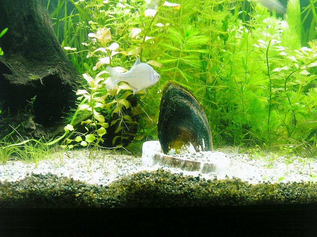 我が家のお魚ライフ ドブガイ等二枚貝を長生きさせる飼育方法