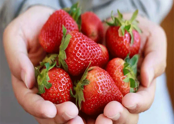 strawberries-munnar