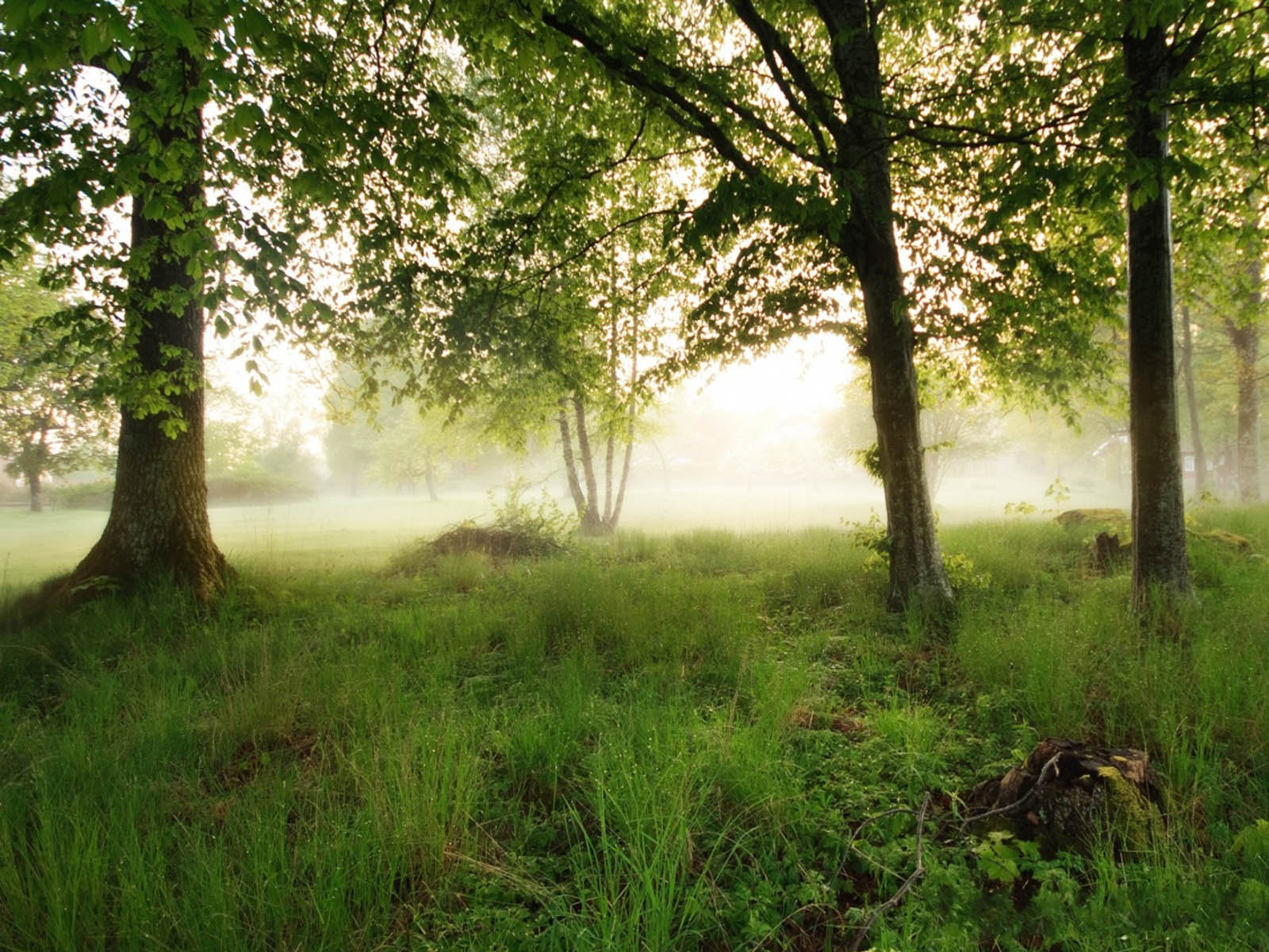 Free Morning Fog Wallpaper