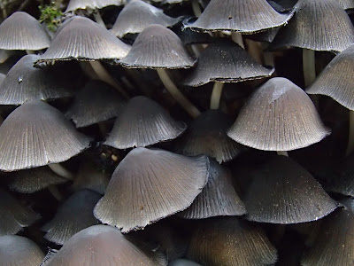 Czernidłak gromadny Coprinus disseminatus,