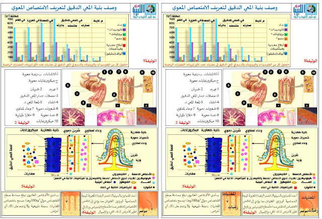 وصف بنية المعي الدقيق لتعريف الامتصاص المعوي السنة الرابعة متوسط للاستاذ حمو الهواري