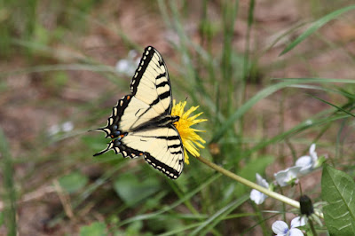 eastern tiger swallowtail(?) on dandelion