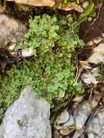 [Lunulariaceae] Lunularia cruciata