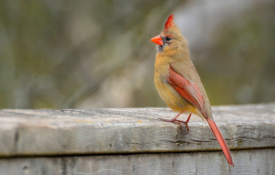 Y con ustedes, el Sr. Cardenal (Aves del Edén)