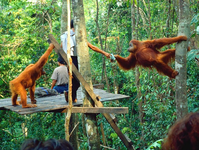 Bukit Lawang Tourism, Enjoy Nature and Fauna from Orangutans to Bats