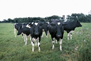 CVPS Cow Power Program For production of  Electricity<br />
