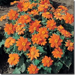 tithonia_fiesta_del_sol_2