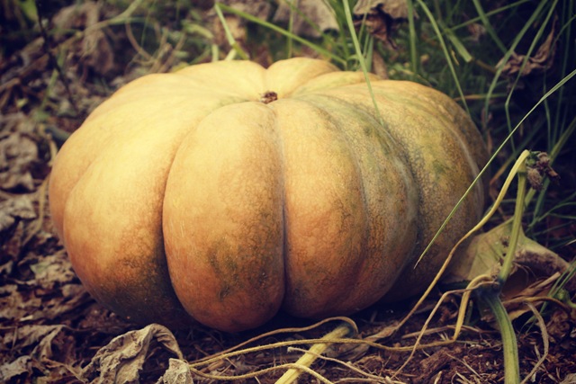 the pumpkin