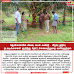  தென்னையில் சிவப்பு கூன் வண்டு - சிறப்பு தடுப்பு நடவடிக்கைகள் குறித்து தோட்டக்கலைத்துறை வலியுறுத்தல் 