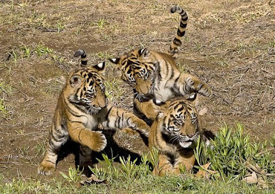 Tiger Cubs In The Wild