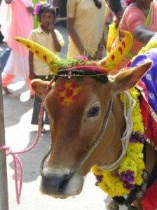 https://abhivirthi.blogspot.com/2024/01/happy-pongal-greetings-2024.html