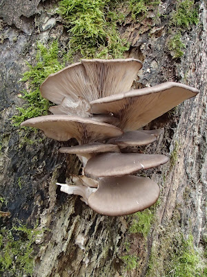 grzyby 2016, grzyby w grudniu, grzyby zimowe, grzybobranie w grudniu, grzyby w Lasku wolskim, grzyby w Krakowie, boczniak ostrygowaty Pleurotus ostreatus, uszak bzowy, płomiennica zimowa, zimówka