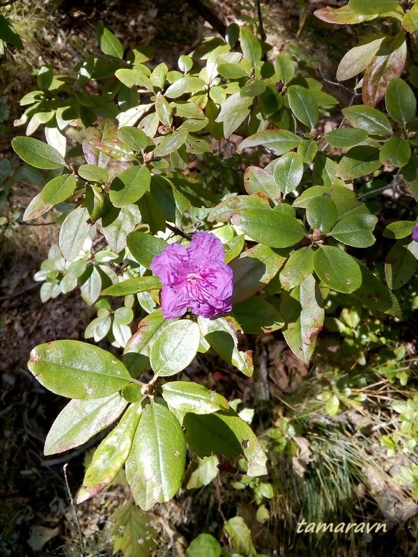 Рододендрон остроконечный (Rhododendron mucronulatum)