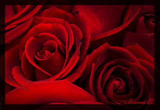 5 Encantadoras Imagenes de Rosas Rojas con Frases de 