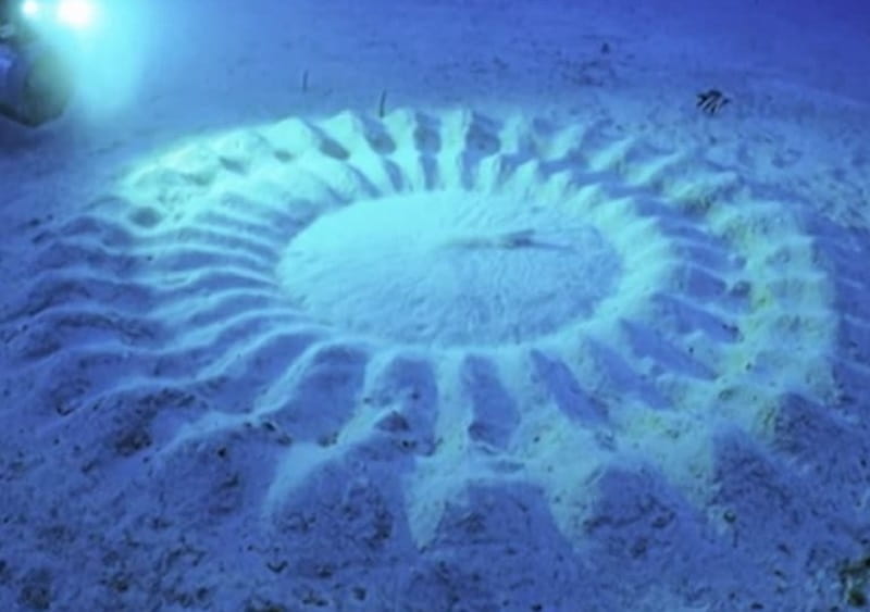 Aliens or Nature's Art? The Unexplained Beauty of Underwater Crop Circles