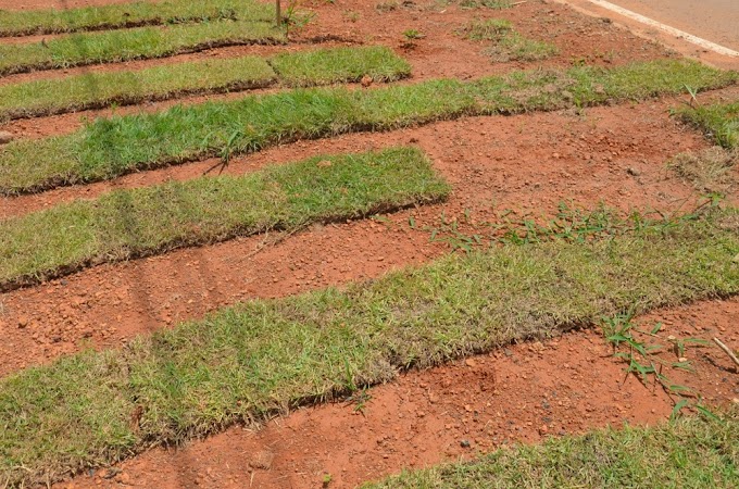 Gramas plantadas em trecho de avenida são furtadas em Ariquemes, RO
