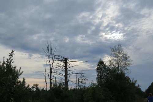 branches against sky