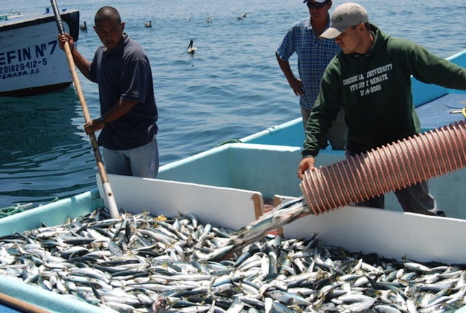 Sonora lider en producción pesquera en México