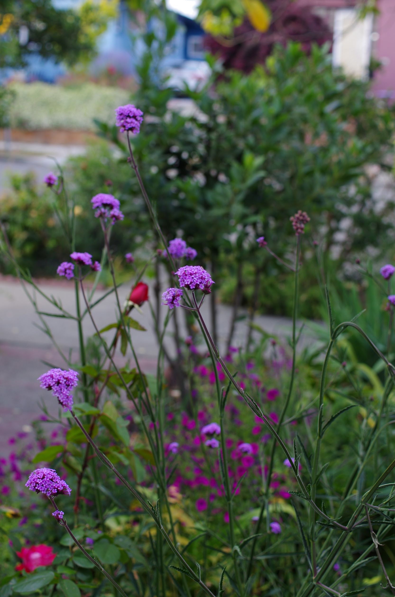 Verbena bonariensis