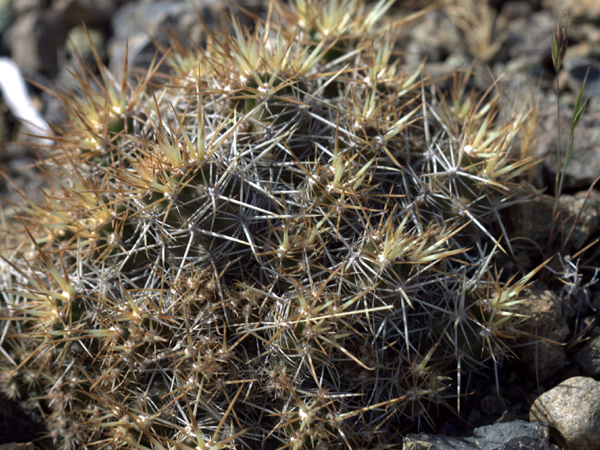 xuong-rong-austrocactus-bertinii