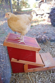 ... the inside of the feeder so the chicken feed will flow to the front
