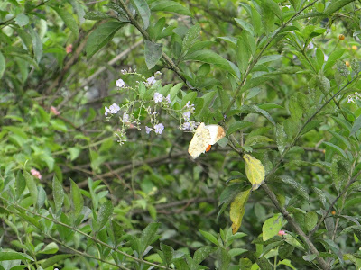 金露華(花)與端紅蝶-Kiwi