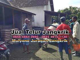 Jual Telur Jangkrik Tujuan Panyabungan Sumatera Utara 085656642692