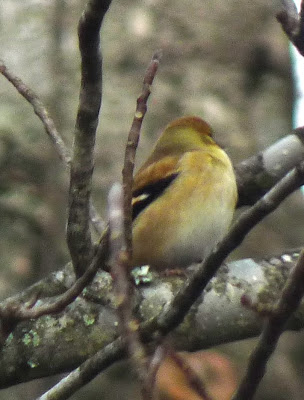 mystery bird