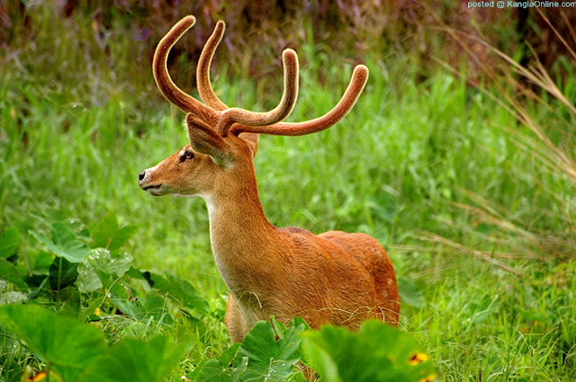 Sangai deer