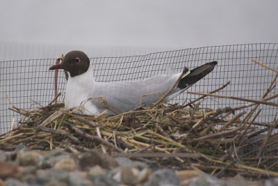 Kob - Kokmeeuw - Chroicocephalus ridibundus