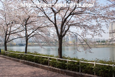 Cherryblossom- DSC08036