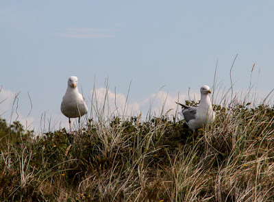 Möwen Ecomare auf Texel