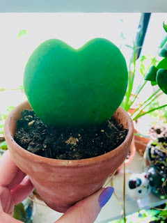 Hoya Heart Plant care tips including water, soil, pot, fertilization, benefits, issues, pests and propagation. It is also known as the Sweetheart Plant.