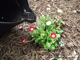 When you run your bath, take the cold water (that you normally let run down the drain) and gather it in a bucket and feed your plants! - Restoring the Picket Fence
